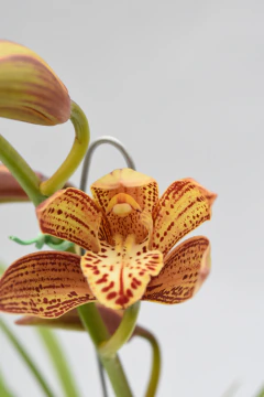 Cymbidium 1 vara - comprar online