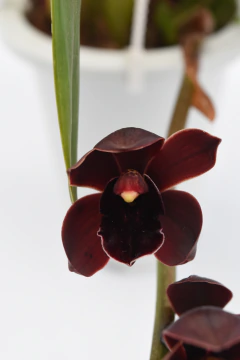 Cymbidium 3 varas en internet