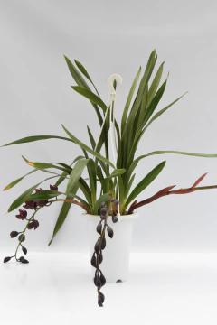 Cymbidium 3 varas - comprar online
