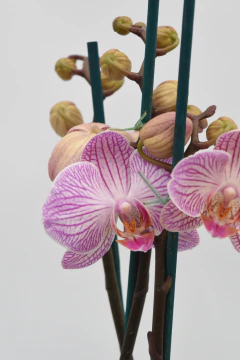 Phalaenopsis MIDI - comprar online