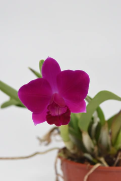 Cattleya - comprar online