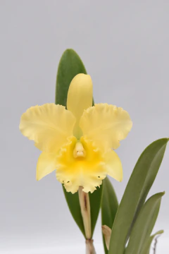 Cattleya - comprar online