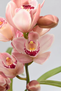 Cymbidium 2 varas - comprar online