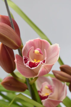Cymbidium 3 varas - comprar online