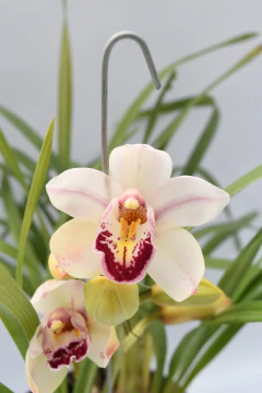 Cymbidium 1 vara - comprar online
