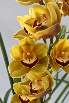 Cymbidium 1 vara - comprar online