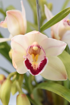 Cymbidium 2 varas - comprar online