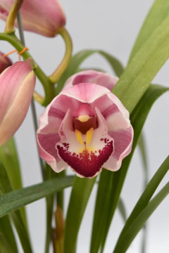 Cymbidium 1 vara - comprar online
