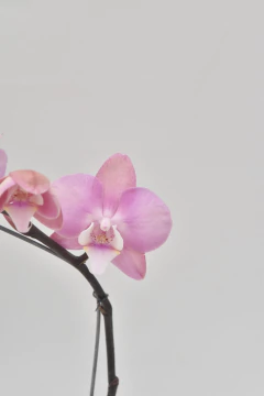Phalaenopsis Rosa Simple en internet