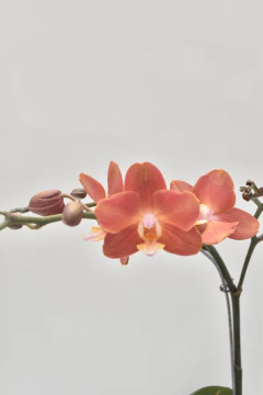 Phalaenopsis Ladrillo Simple en internet