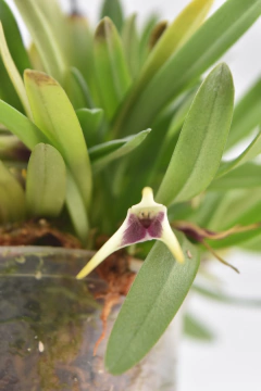 Masdevallia wendlandiana SIN FLOR