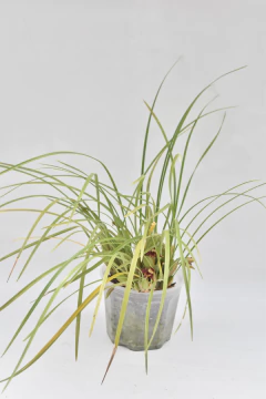 Maxillaria tenuifolia en internet