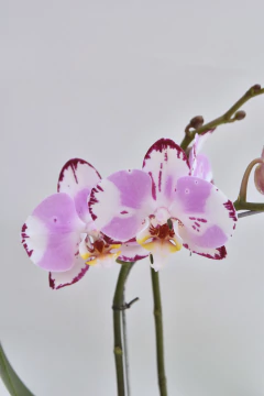 Phalaenopsis Atigrada Doble en internet