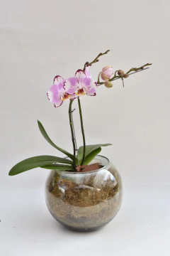 Phalaenopsis Atigrada Doble - tienda online