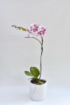 Phalaenopsis Big Lip Simple - tienda online