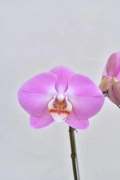 Phalaenopsis Rosa Simple en internet