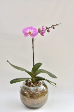 Phalaenopsis Rosa Simple - tienda online