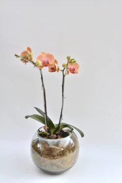 Phalaenopsis Naranja Doble - tienda online