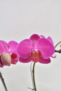 Phalaenopsis Obispo Doble en internet