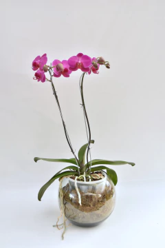 Phalaenopsis Obispo Doble - Ogata Orquideas
