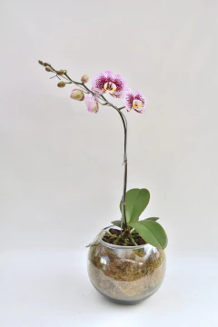 Phalaenopsis Moteada simple - tienda online