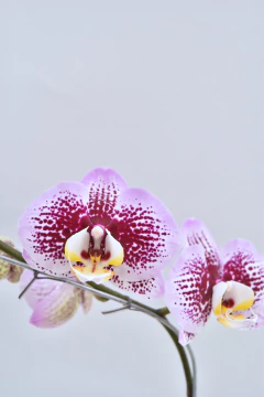 Phalaenopsis Moteada simple en internet