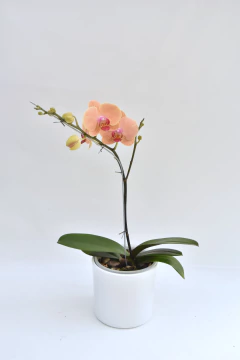 Phalaenopsis Naranja - tienda online