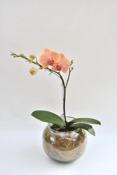 Phalaenopsis Naranja - Ogata Orquideas