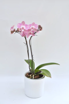 Phalaenopsis Rosa Doble - tienda online