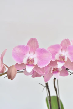 Phalaenopsis Rosa Doble en internet