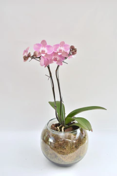 Phalaenopsis Rosa Doble - Ogata Orquideas