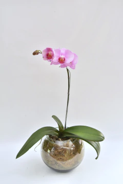 Phalaenopsis Simple - tienda online