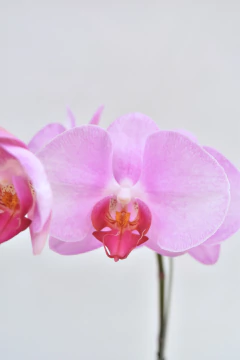 Phalaenopsis Simple en internet