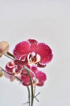 Phalaenopsis Colorada Doble - Ogata Orquideas