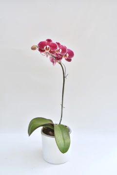 Phalaenopsis Colorada Simple - Ogata Orquideas