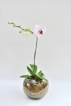 Phalaenopsis Semialba simple - tienda online
