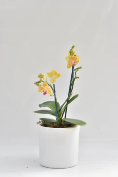 Phalaenopsis Amarilla MIDI - tienda online