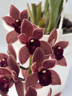 Cymbidium Dorothy Stockstill péndulo 1 vara - comprar online