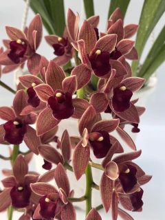 Cymbidium Dorothy Stockstill péndulo 2 varas - comprar online