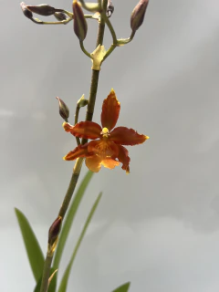 Oncidium - comprar online