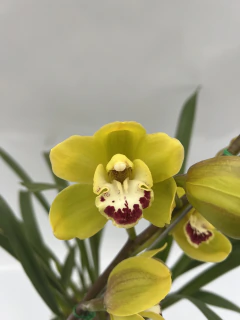 Cymbidium 1 vara - comprar online
