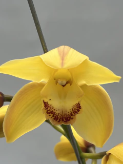 Cymbidium 1 vara - comprar online