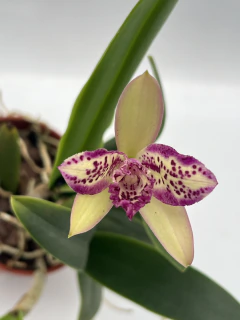 Cattleya - comprar online