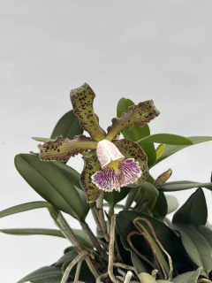 Cattleya - comprar online