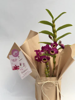Dendrobium Rosado Compacto tipo Nobile - Ogata Orquideas