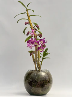 Dendrobium Rosado tipo Nobile - tienda online