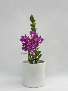 Dendrobium Rosado Compacto tipo Nobile en internet