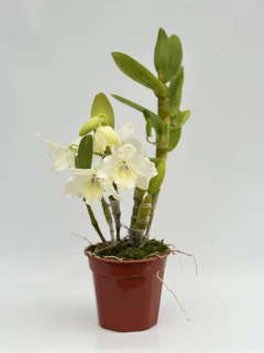 Dendrobium Blanco tipo Nobile - Ogata Orquideas