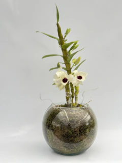 Dendrobium Blanco tipo Nobile - comprar online