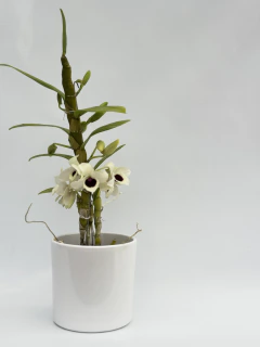 Dendrobium Blanco tipo Nobile